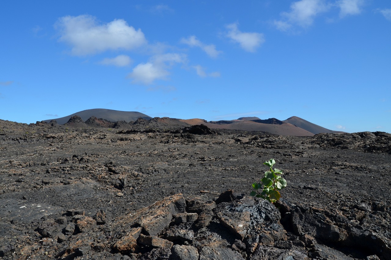 volcano, plant, nature, landscape, heaven, lava stone, lava, volcanic, new beginning, canary islands, stiffens, volcano, volcano, volcano, volcano, lava, lava, lava, lava, lava, volcanic